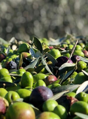 Olive verdi intere ***Contattaci
