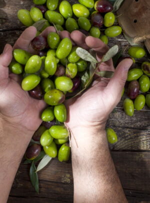 OLIVE VERDI AL NATURALE ***Contattaci